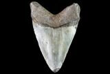 Juvenile Megalodon Tooth - Georgia #111601-1